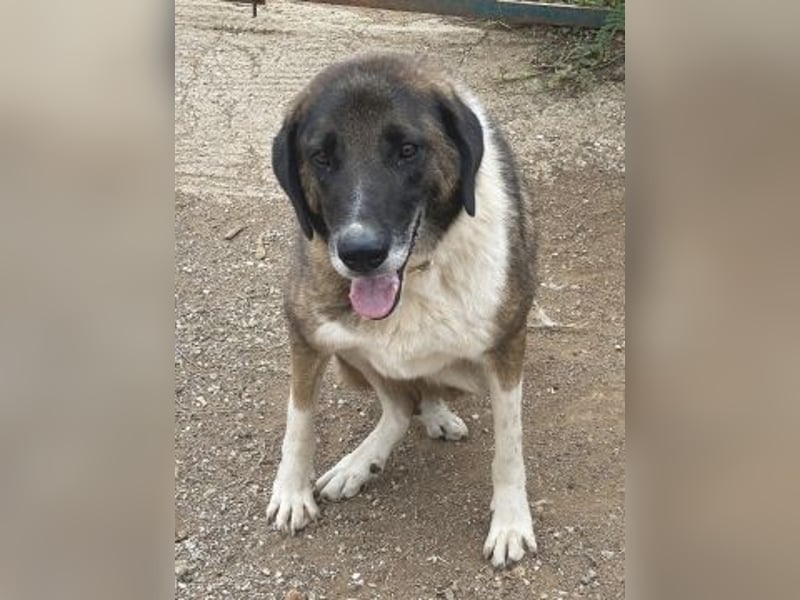 * Handicap*  Bo, sanfte Seele