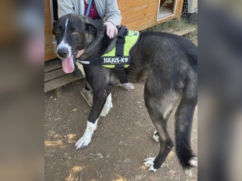 Yvan - sanfter Riese und Menschenfreund