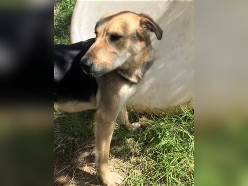 Flitzemaus Nelly - super lieb, und verträglich