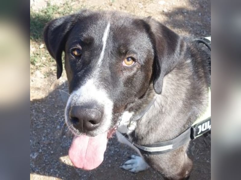 Yvan - sanfter Riese und Menschenfreund