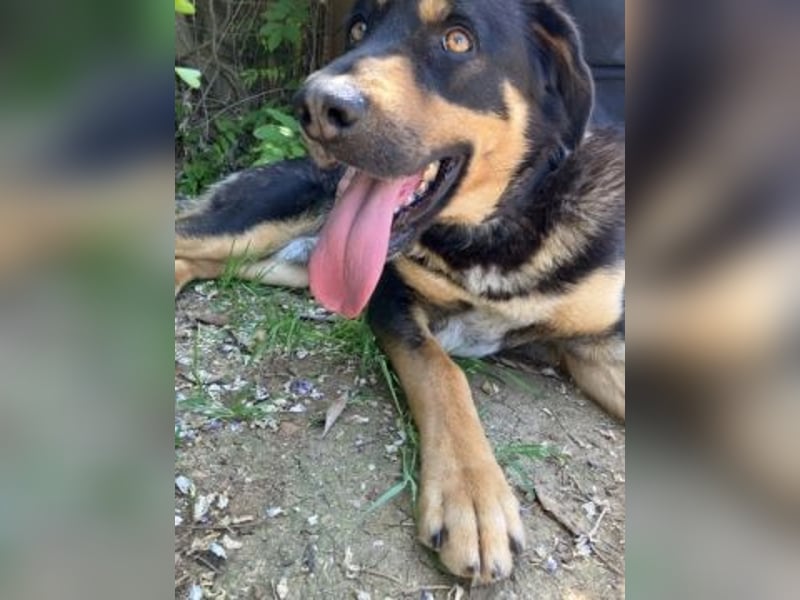 Jake - sanfter Schatz such sein Für-immer-Zuhause