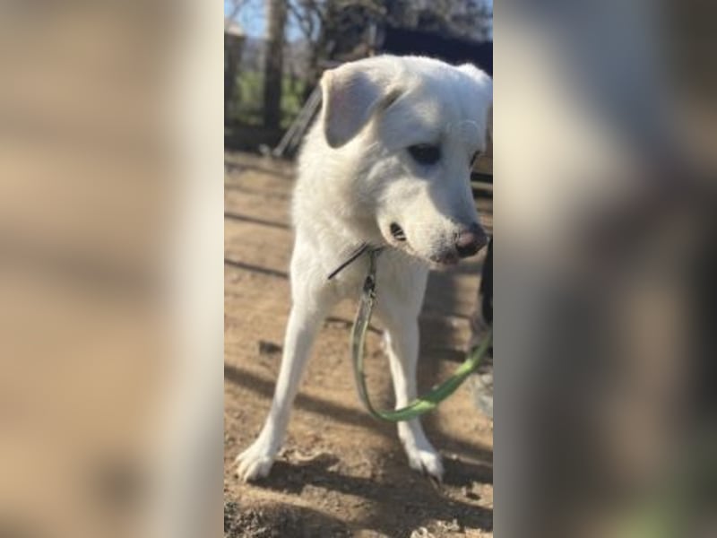 Lio - jung, hübsch sucht Anschluss