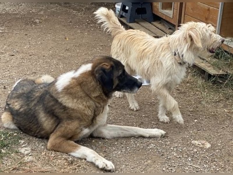 * Handicap* Bo, sanfte Seele