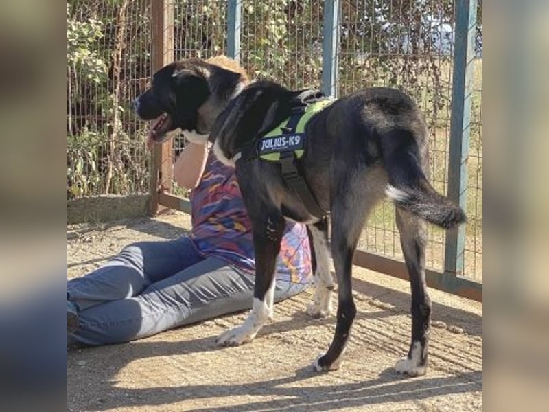 Yvan - sanfter Riese und Menschenfreund