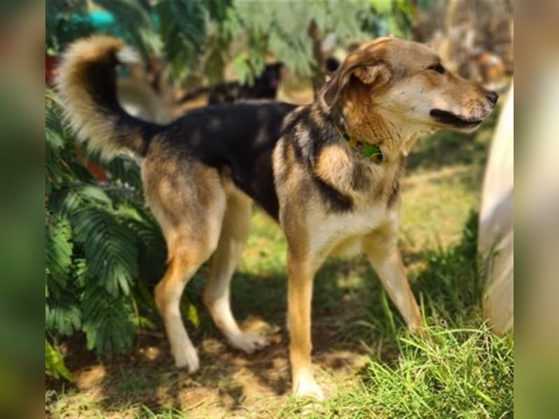 Flitzemaus Nelly - super lieb, und verträglich