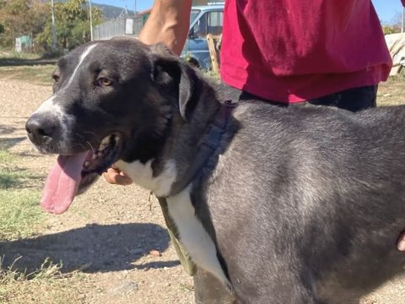 Yvan - sanfter Riese und Menschenfreund