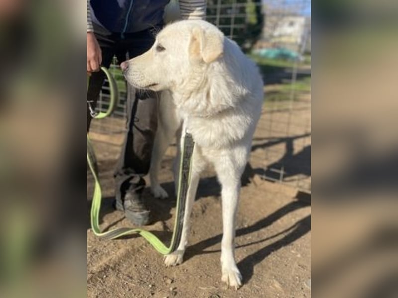 Lio - jung, hübsch sucht Anschluss