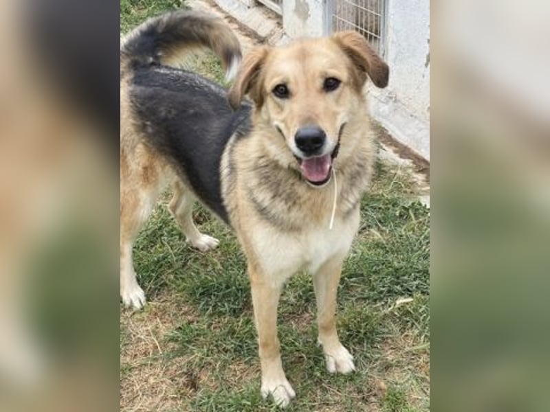 Flitzemaus Nelly - super lieb, und verträglich