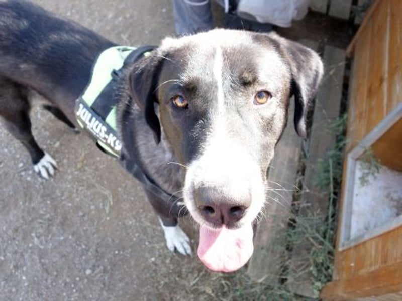 Yvan - sanfter Riese und Menschenfreund