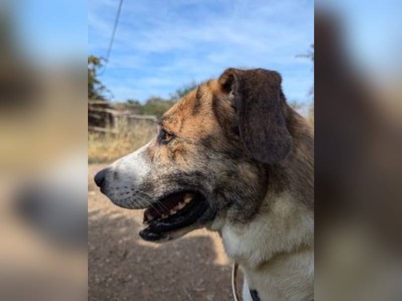 Lino - ein Herz auf 4 Pfoten sucht seine Familie