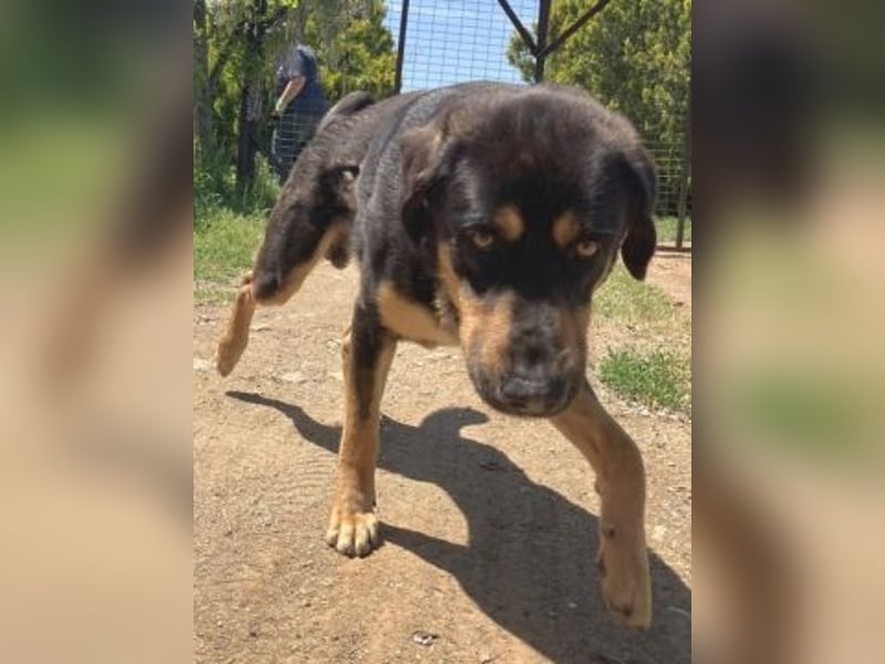 Jake - sanfter Schatz such sein Für-immer-Zuhause