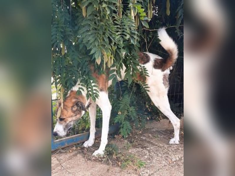 Lino - ein Herz auf 4 Pfoten sucht seine Familie