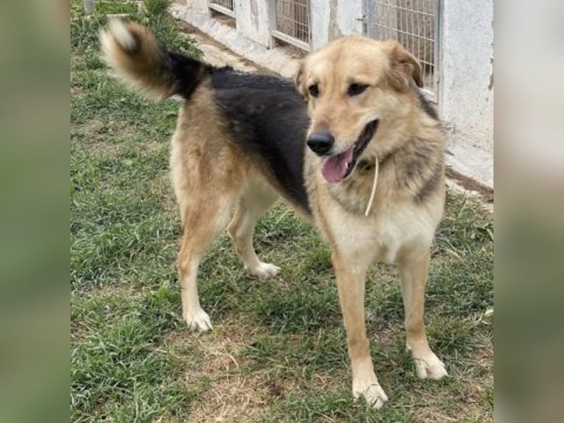 Flitzemaus Nelly - super lieb, und verträglich