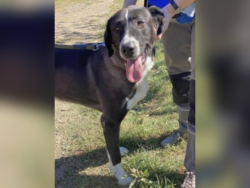 Yvan - sanfter Riese und Menschenfreund