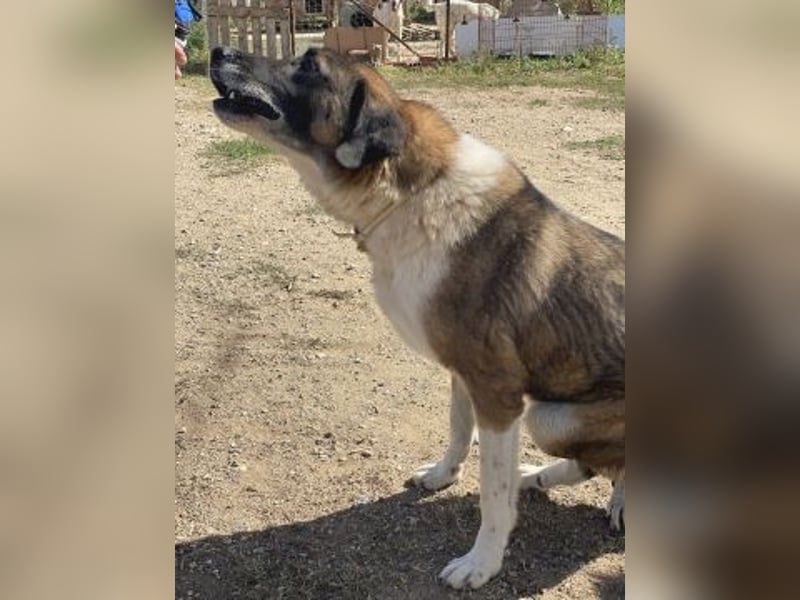 * Handicap* Bo, sanfte Seele