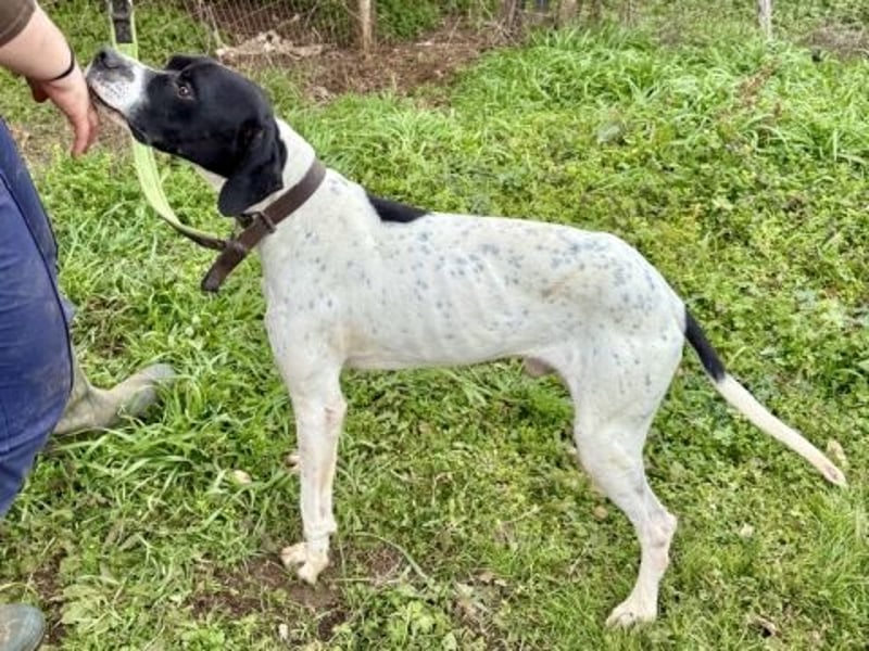 Sanfter Stefano sucht Familienanschluss