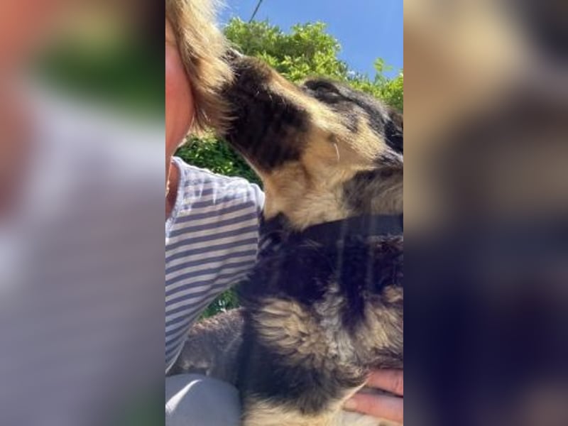 Jake - sanfter Schatz such sein Für-immer-Zuhause