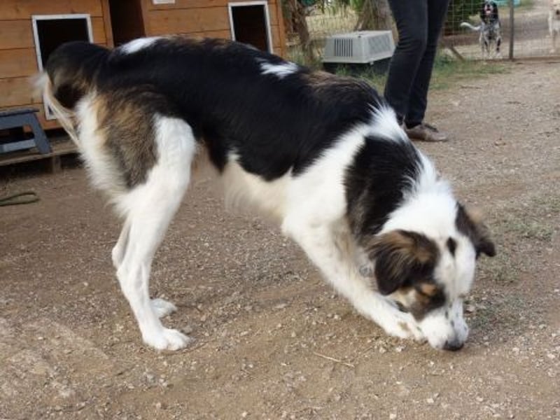 Brummel - Sonnenschein auf 4 Pfoten sucht sein Glück