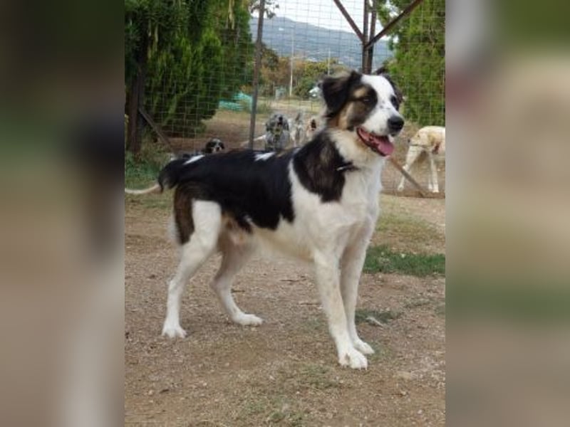 Brummel - Sonnenschein auf 4 Pfoten sucht sein Glück