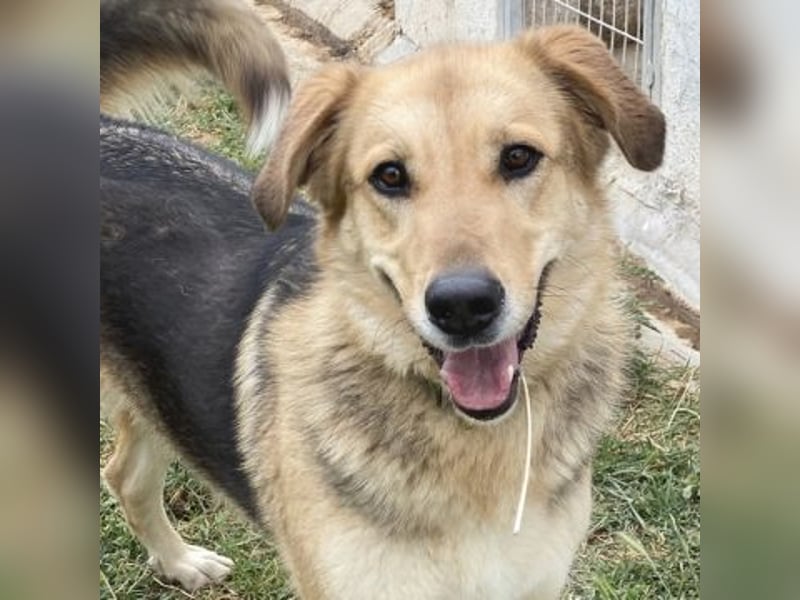 Flitzemaus Nelly - super lieb, und verträglich