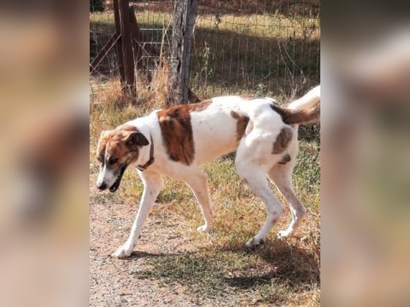 Lino - ein Herz auf 4 Pfoten sucht seine Familie