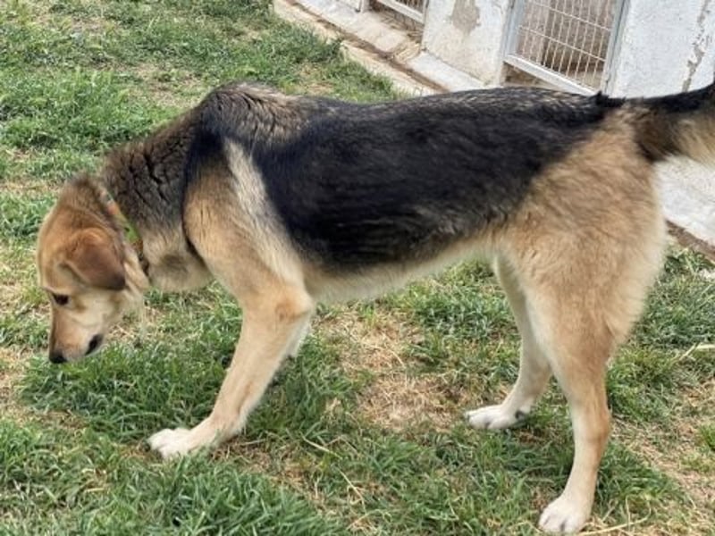 Flitzemaus Nelly - super lieb, und verträglich