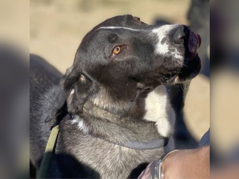 Yvan - sanfter Riese und Menschenfreund