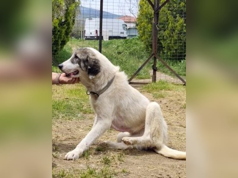 Sanfter Igor sucht Familienanschluss