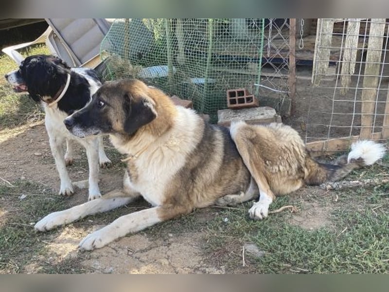 * Handicap* Bo, sanfte Seele