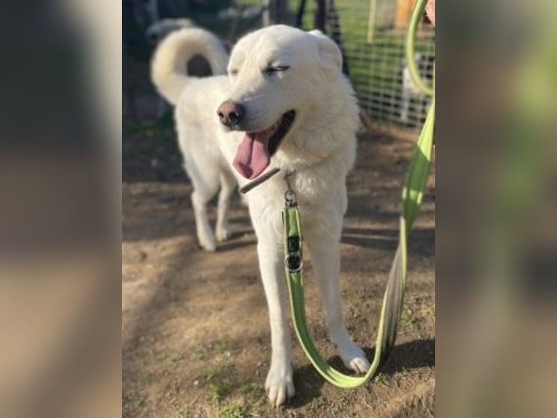 Lio - jung, hübsch sucht Anschluss