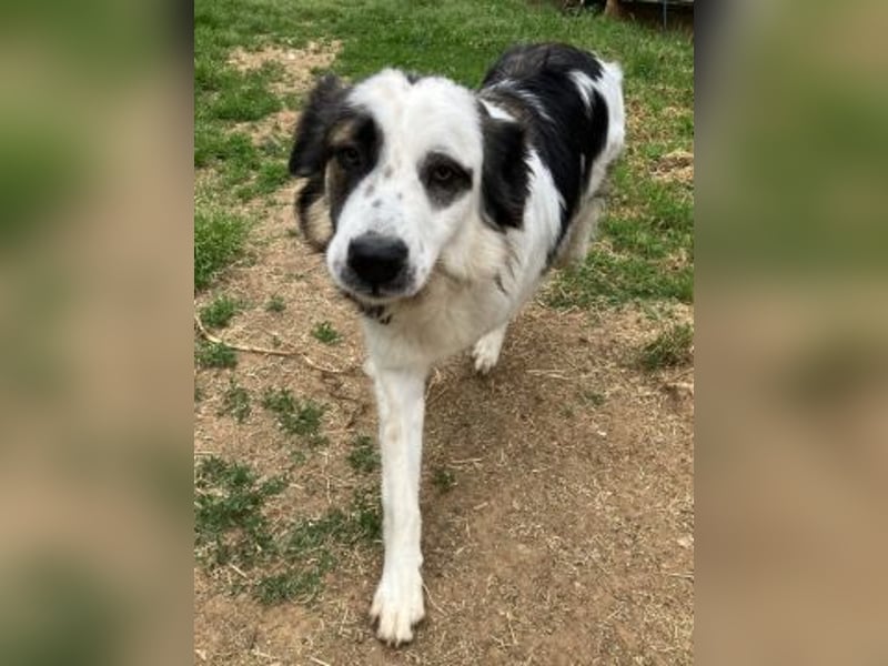 Brummel - Sonnenschein auf 4 Pfoten sucht sein Glück