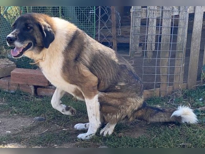 * Handicap* Bo, sanfte Seele