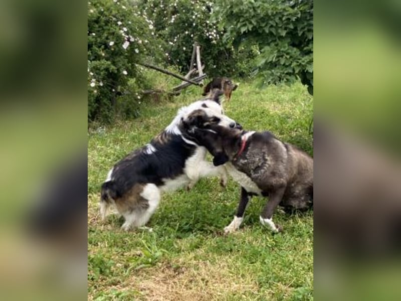 Brummel - Sonnenschein auf 4 Pfoten sucht sein Glück