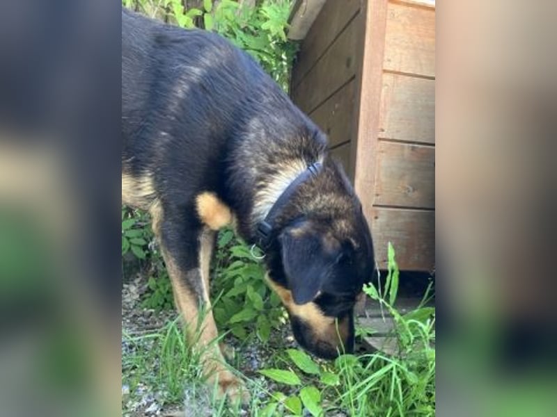 Jake - sanfter Schatz such sein Für-immer-Zuhause