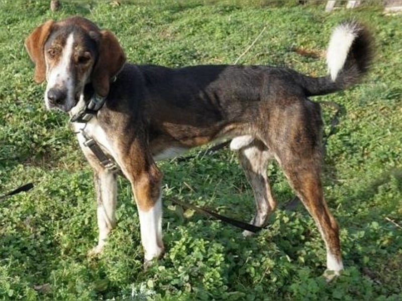 Marko-sanfter Schatz auf der Suche nach einem Zuhause