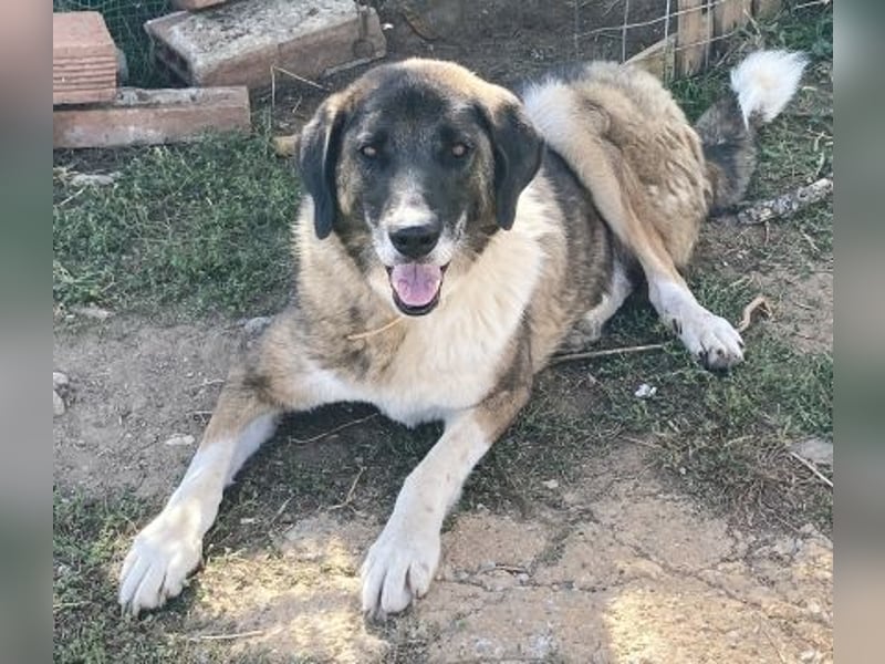 * Handicap*  Bo, sanfte Seele