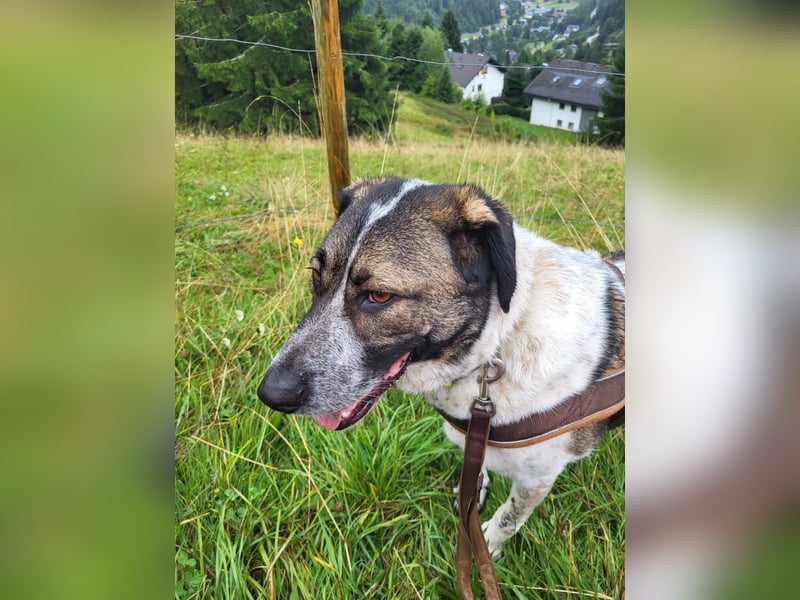 SEBI möchte dein Herz erobern