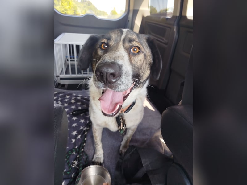 SEBI möchte dein Herz erobern