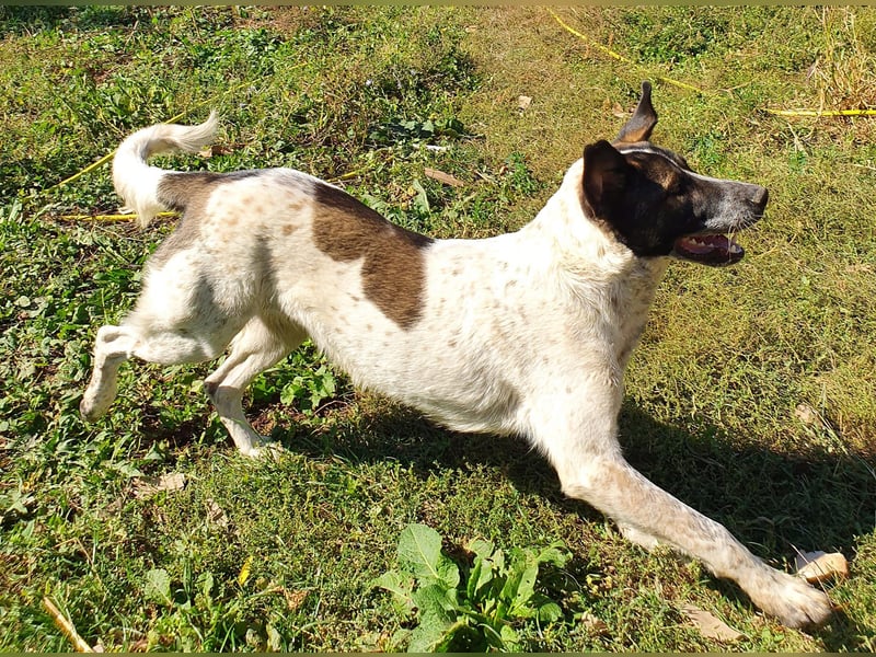 SEBI möchte dein Herz erobern