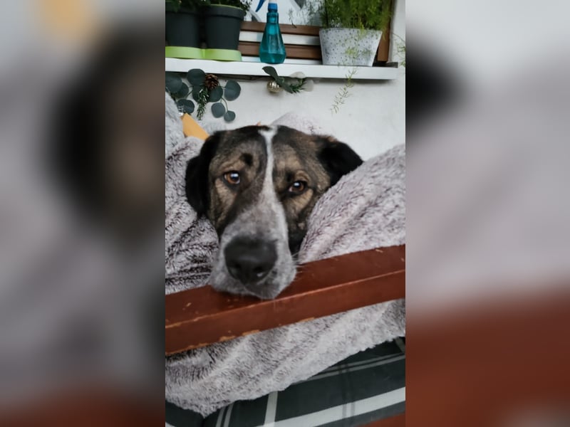 SEBI möchte dein Herz erobern