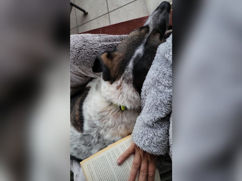 SEBI möchte dein Herz erobern