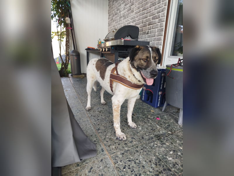 SEBI möchte dein Herz erobern