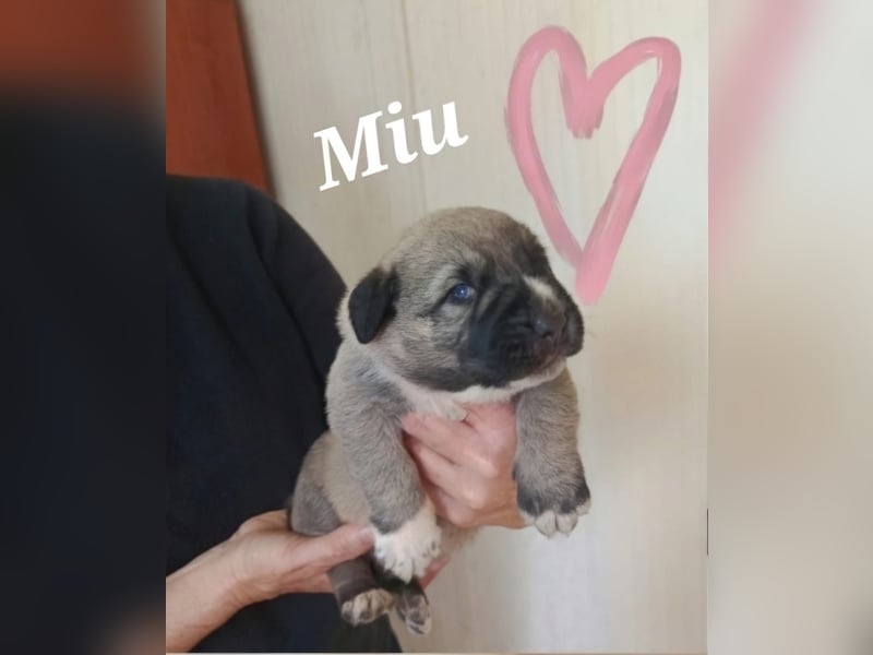 verspieltes Welpenmädchen Miu