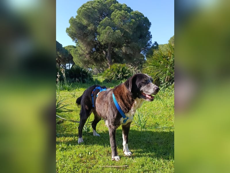 freundliche Herdenschutz-Mix-Hündin sucht geeignetes Zuhause