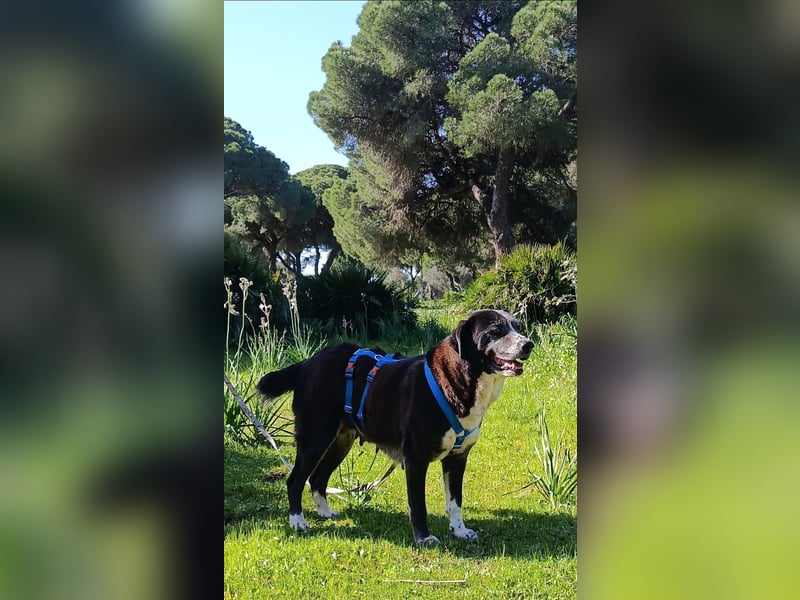 freundliche Herdenschutz-Mix-Hündin sucht geeignetes Zuhause