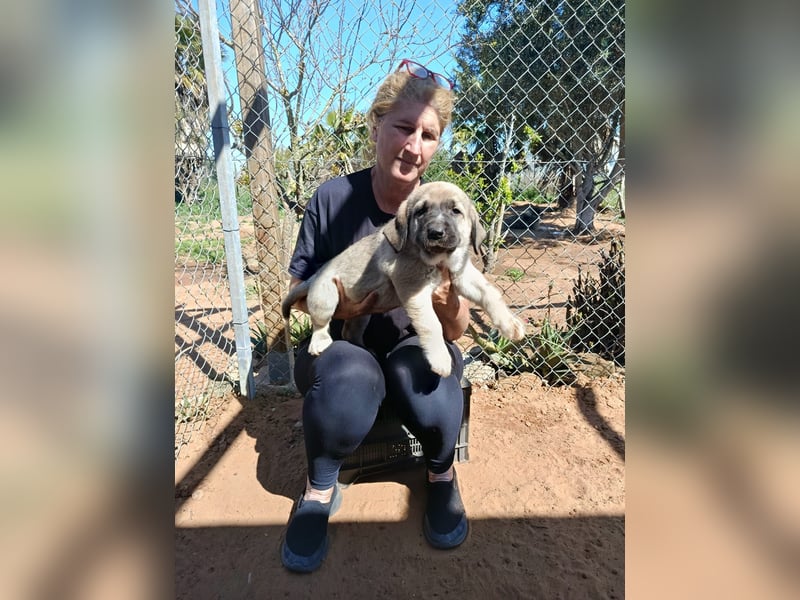 verspieltes Welpenmädchen Miu