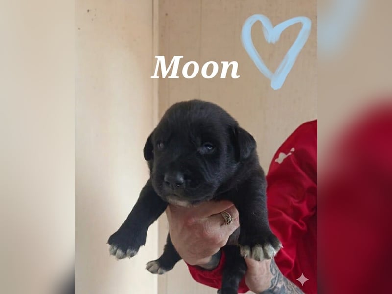 Moon ist ein fröhlicher und offener Junghund