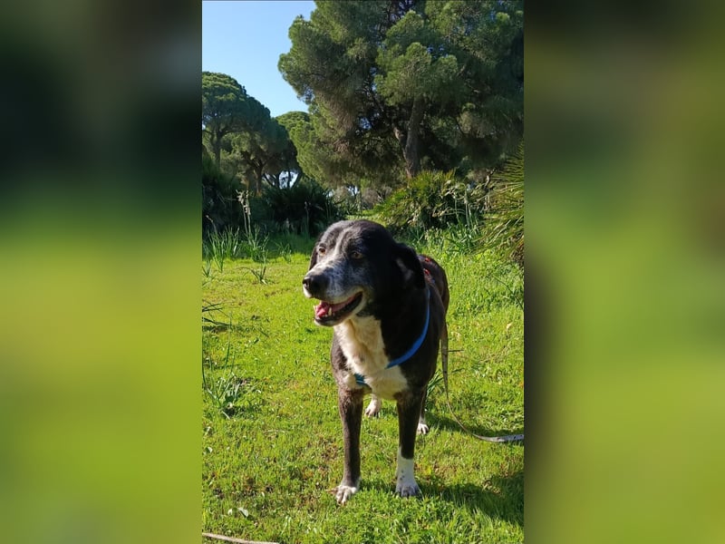 freundliche Herdenschutz-Mix-Hündin sucht geeignetes Zuhause