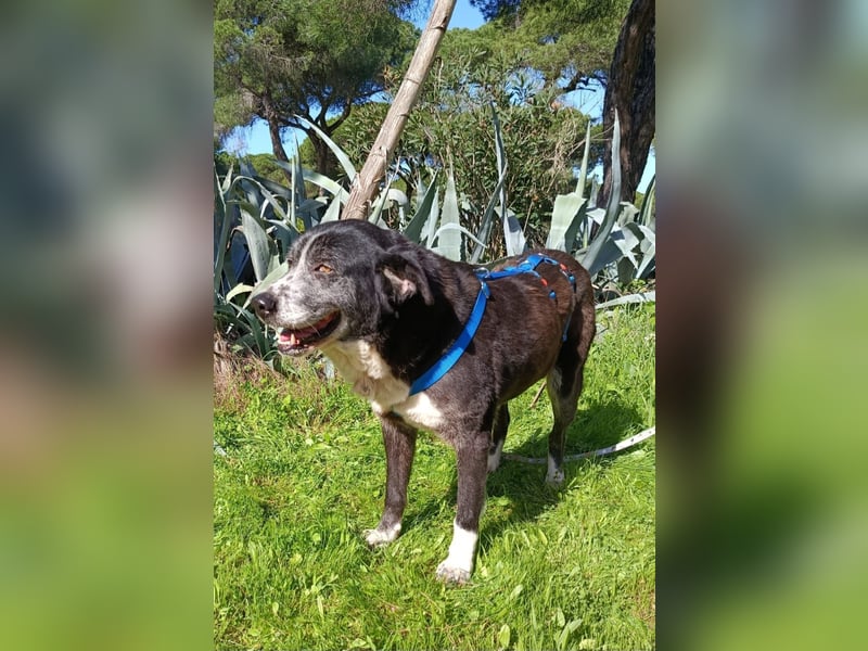 freundliche Herdenschutz-Mix-Hündin sucht geeignetes Zuhause