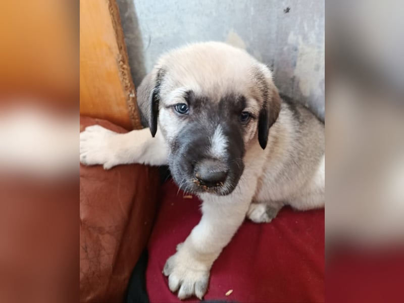 verspieltes Welpenmädchen Miu